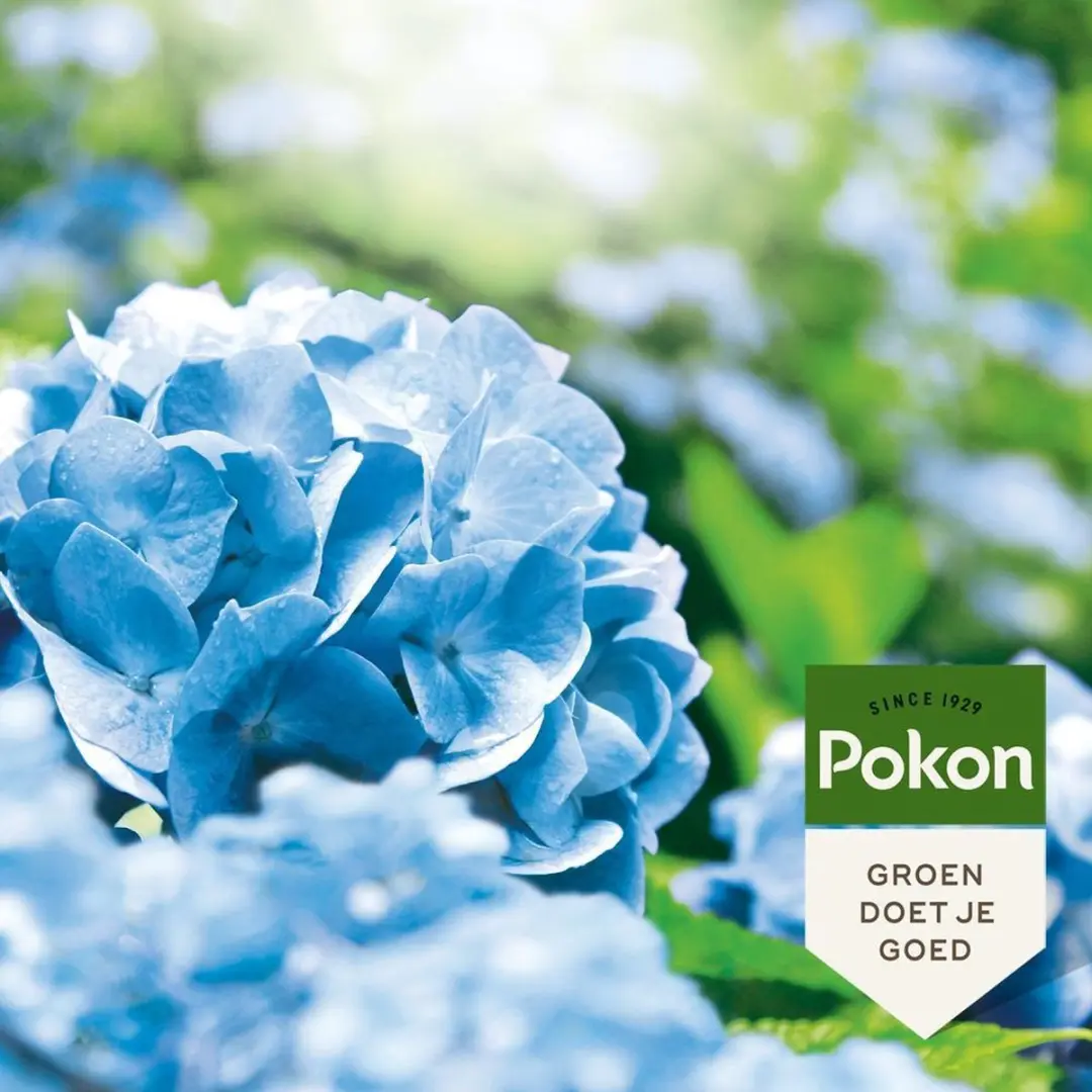 Pokon Hortensia Blauwmaker 500g - 25 Planten