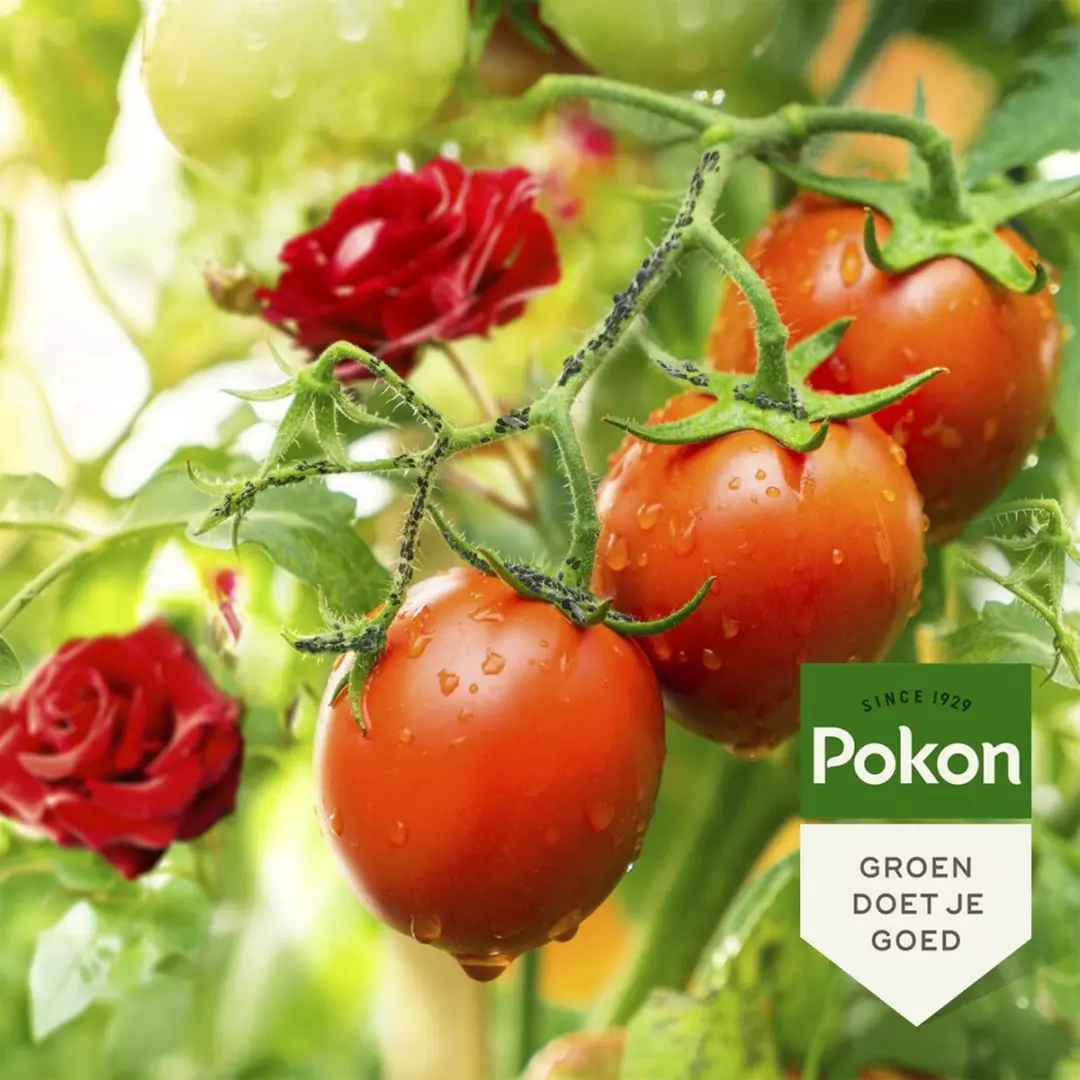 Pokon Bio Tegen Insecten Spray 800ml