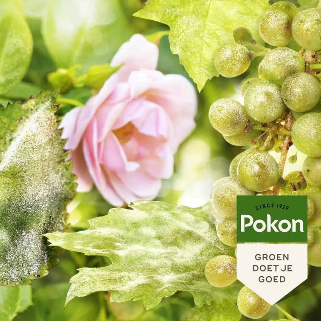 Pokon Tegen Schimmels Fungus Concentraat 3x60g