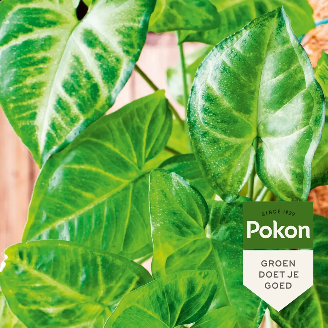 Pokon Bladglans 250ml