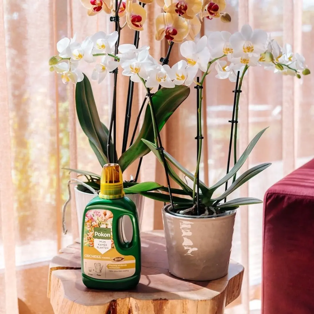 Pokon Bio Orchidee Voeding 500ml - afbeelding 6 van 6