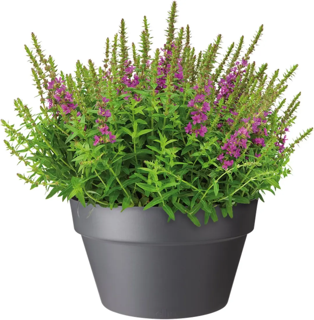 Elho Loft Urban Schaal 35 Bloempot - Ø34,5xH20,2cm Antraciet