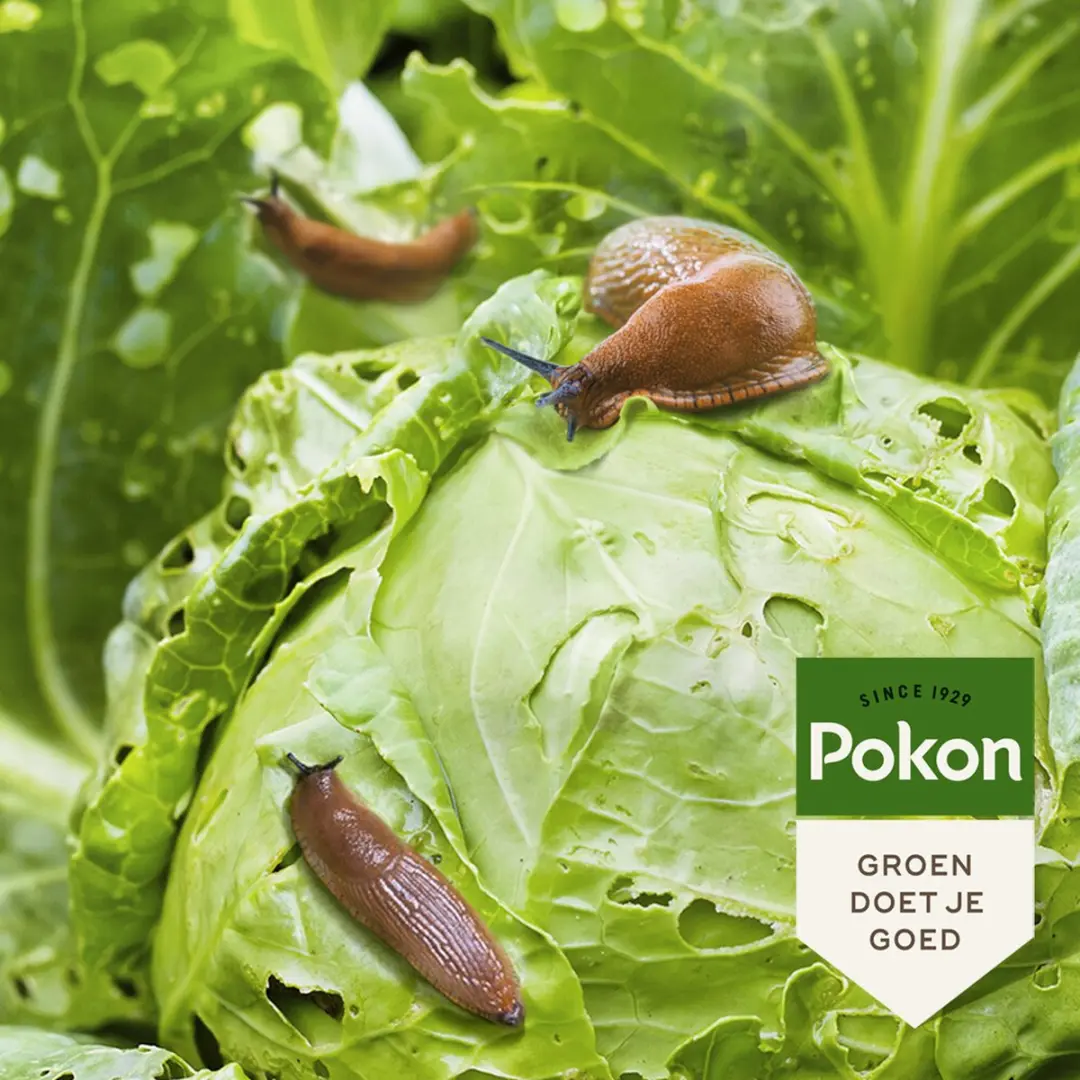 Pokon Bio Tegen Slakken Korrels 900g