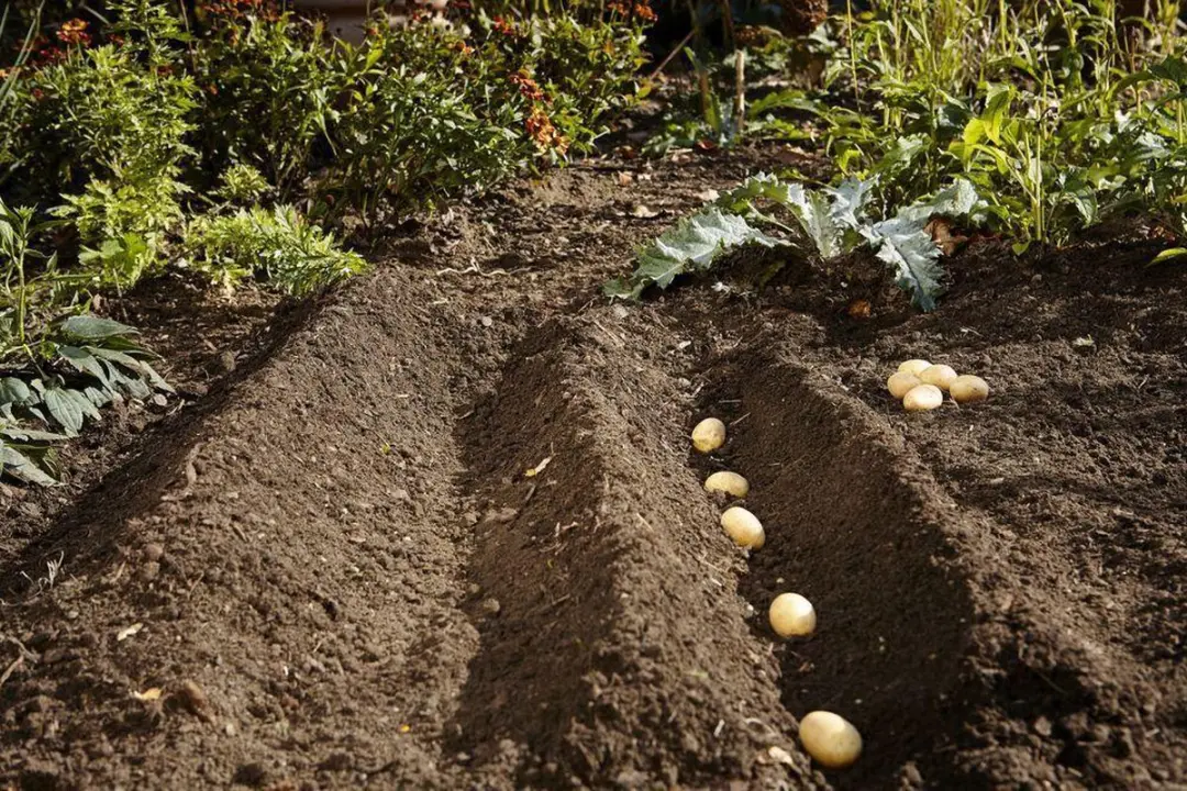 Gardena Combisystem Aanaarder Gardino 16cm - afbeelding 6 van 6