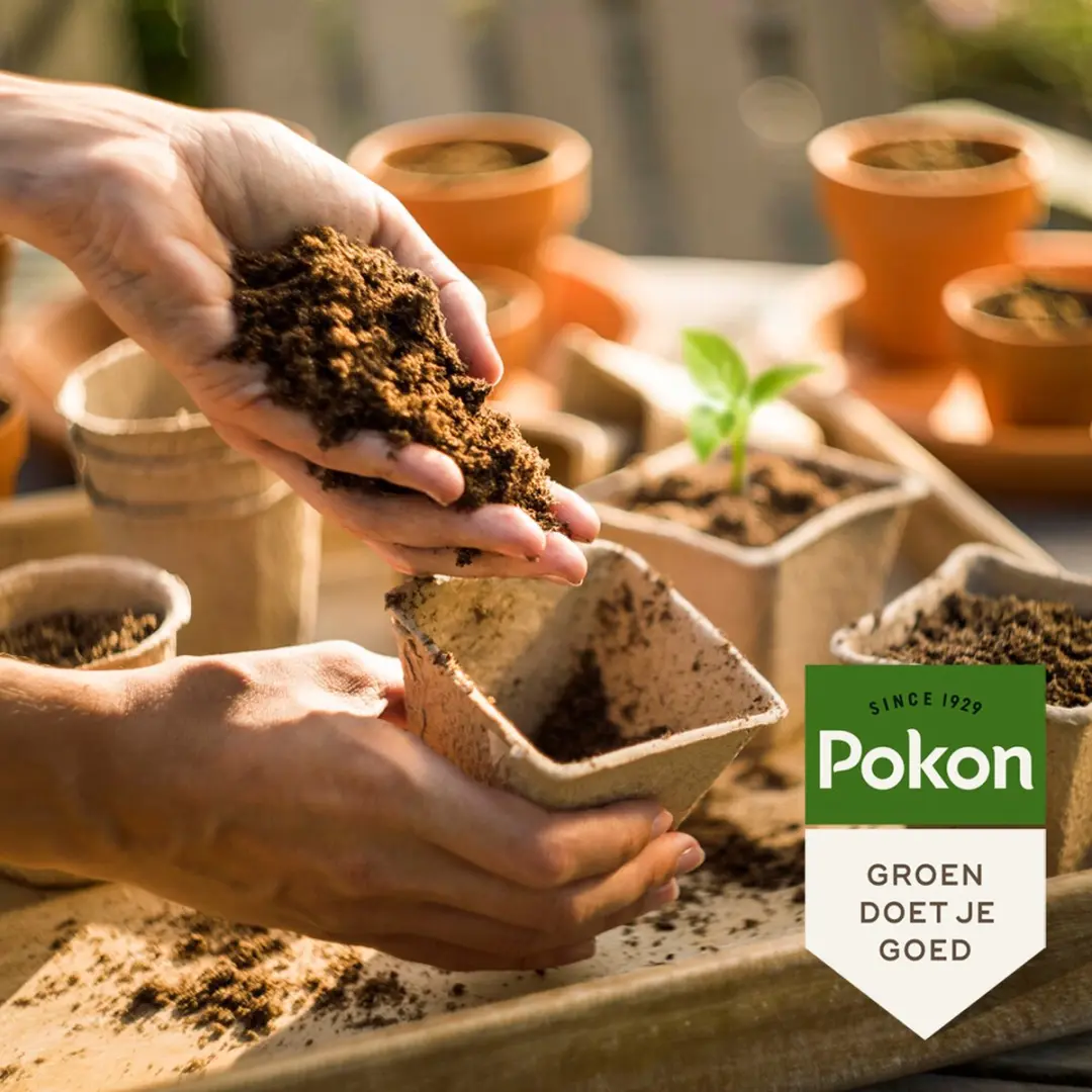 Pokon Stekpoeder 25g - Wortelvorming