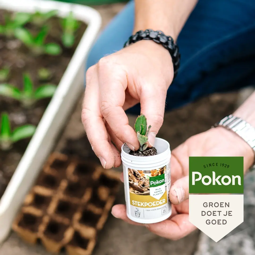 Pokon Stekpoeder 25g - Wortelvorming