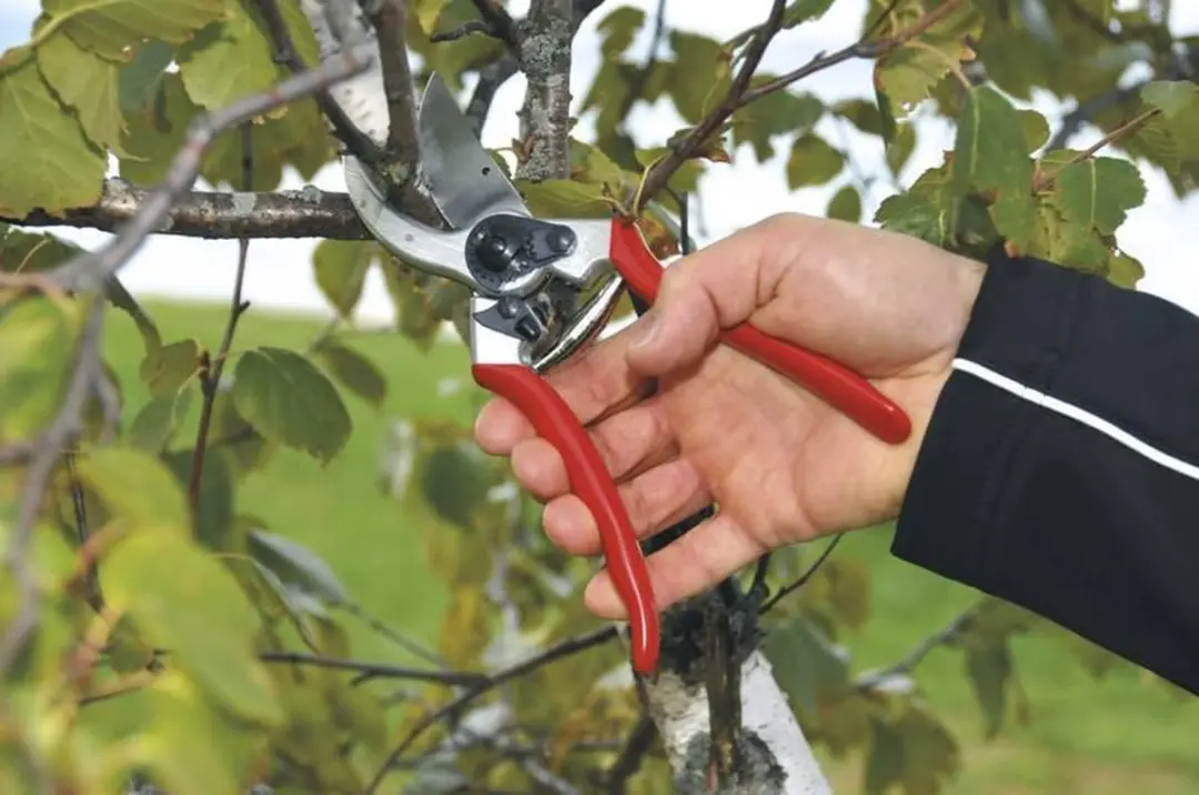 Felco 2 Snoeischaar Rechtshandig - 25mm - afbeelding 6 van 6