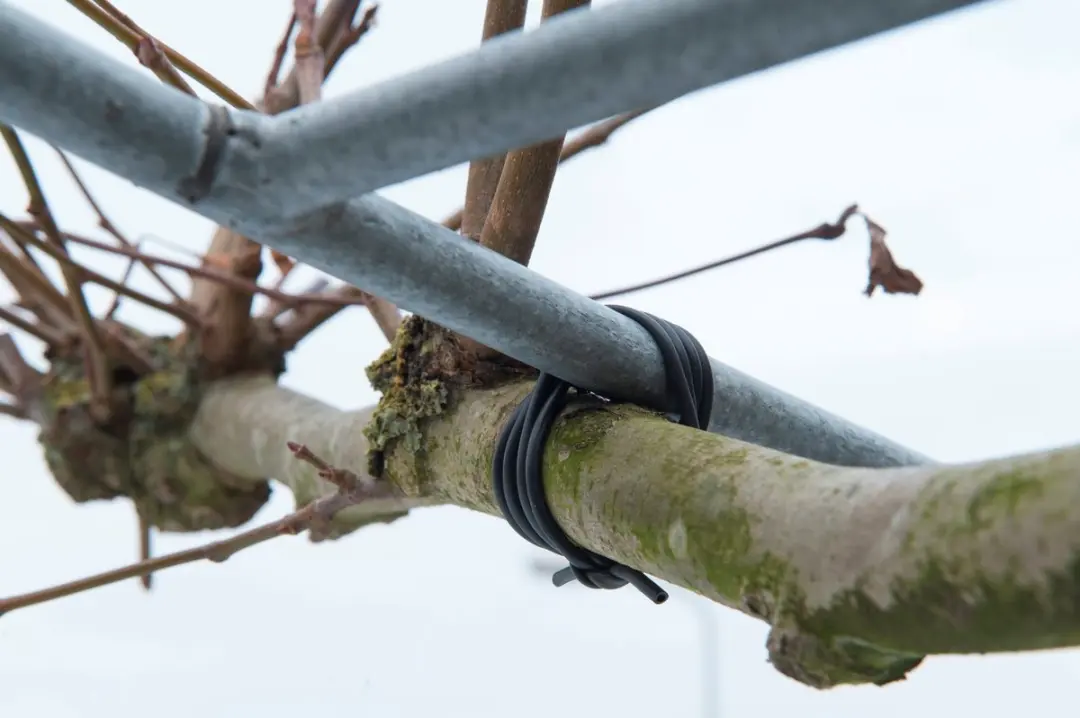 Nature Bindbuis Ø50m - Zwart