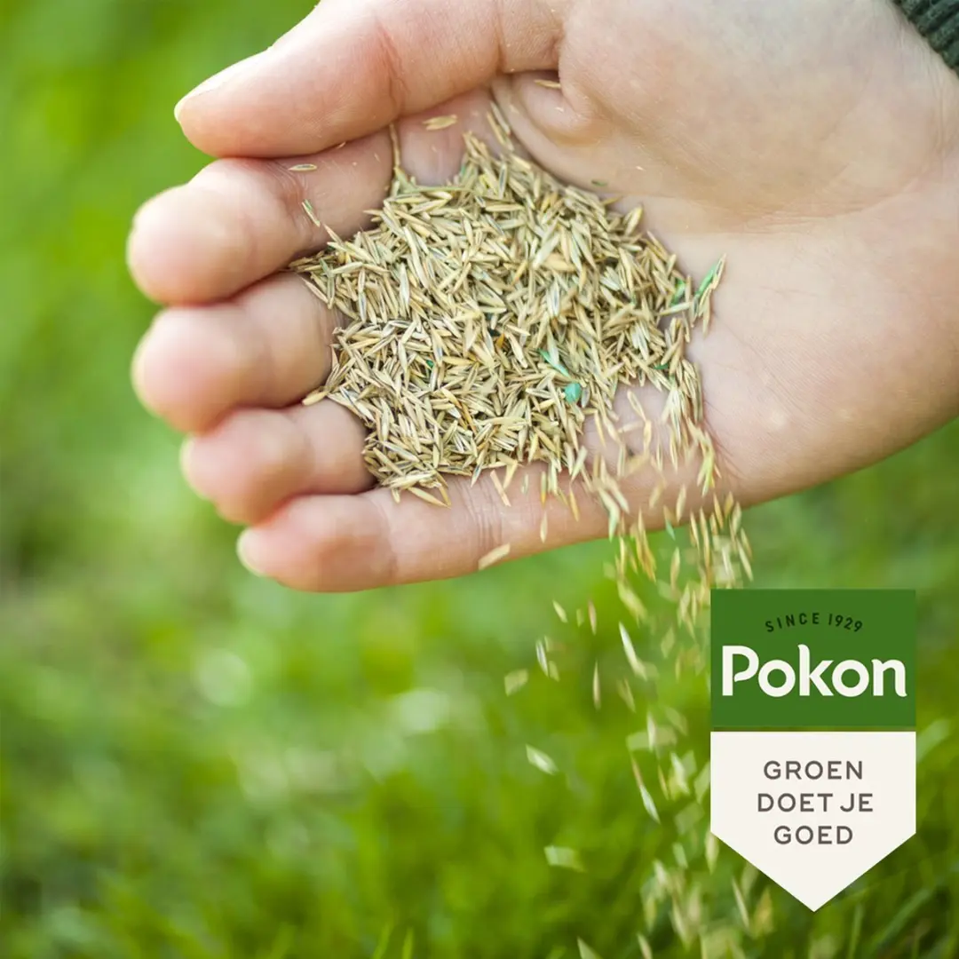 Pokon Graszaad Inzaai 500g - 25m²