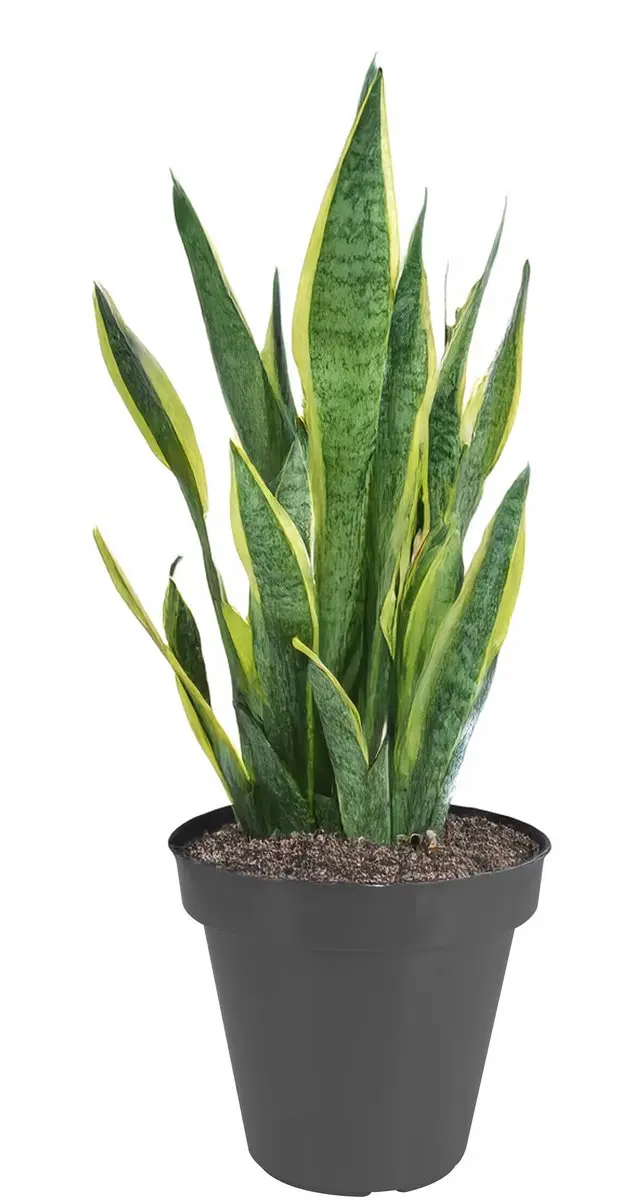 Microfix Bloempot Kunststof 25cm - 5L - Zwart