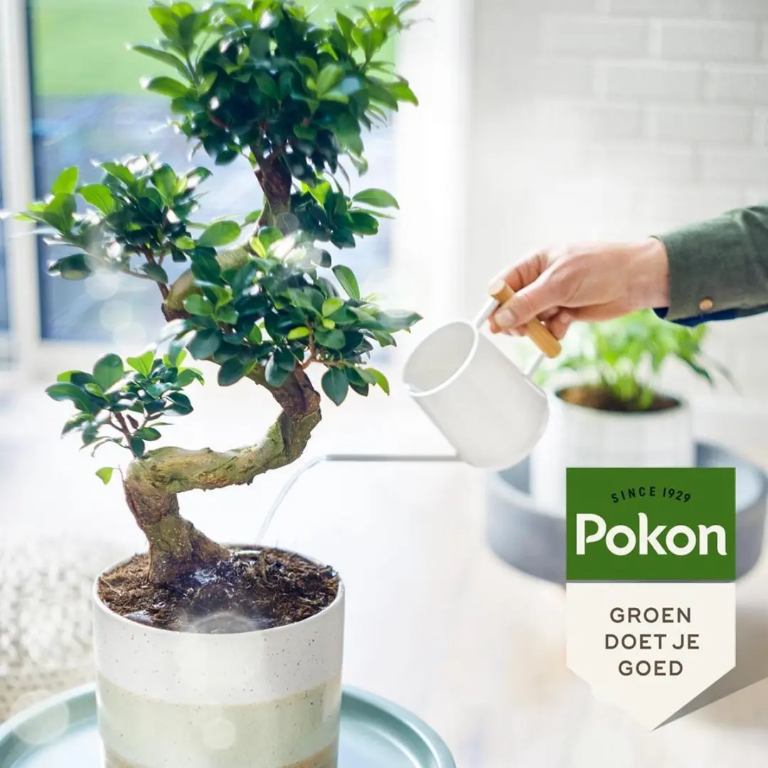 Pokon Bio Bonsai Voeding 250ml - afbeelding 6 van 6