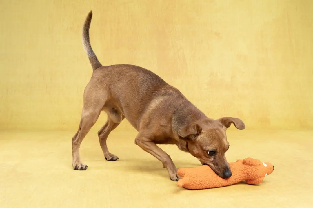 Flamingo Latex Hond Speelgoed - Oranje 7x28,2x10,7cm