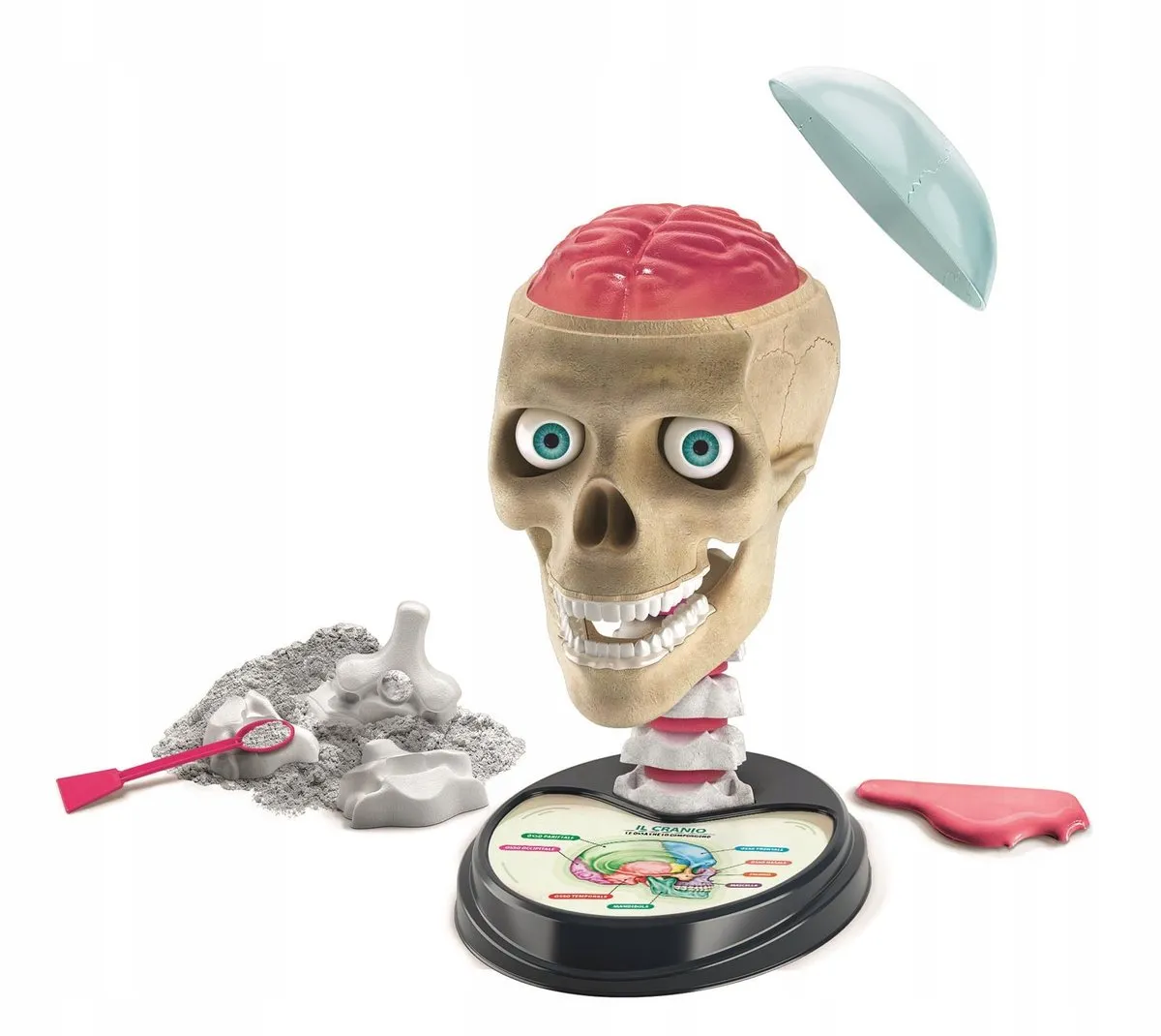 Clementoni Wetenschapsset Menselijke Anatomie - 8+