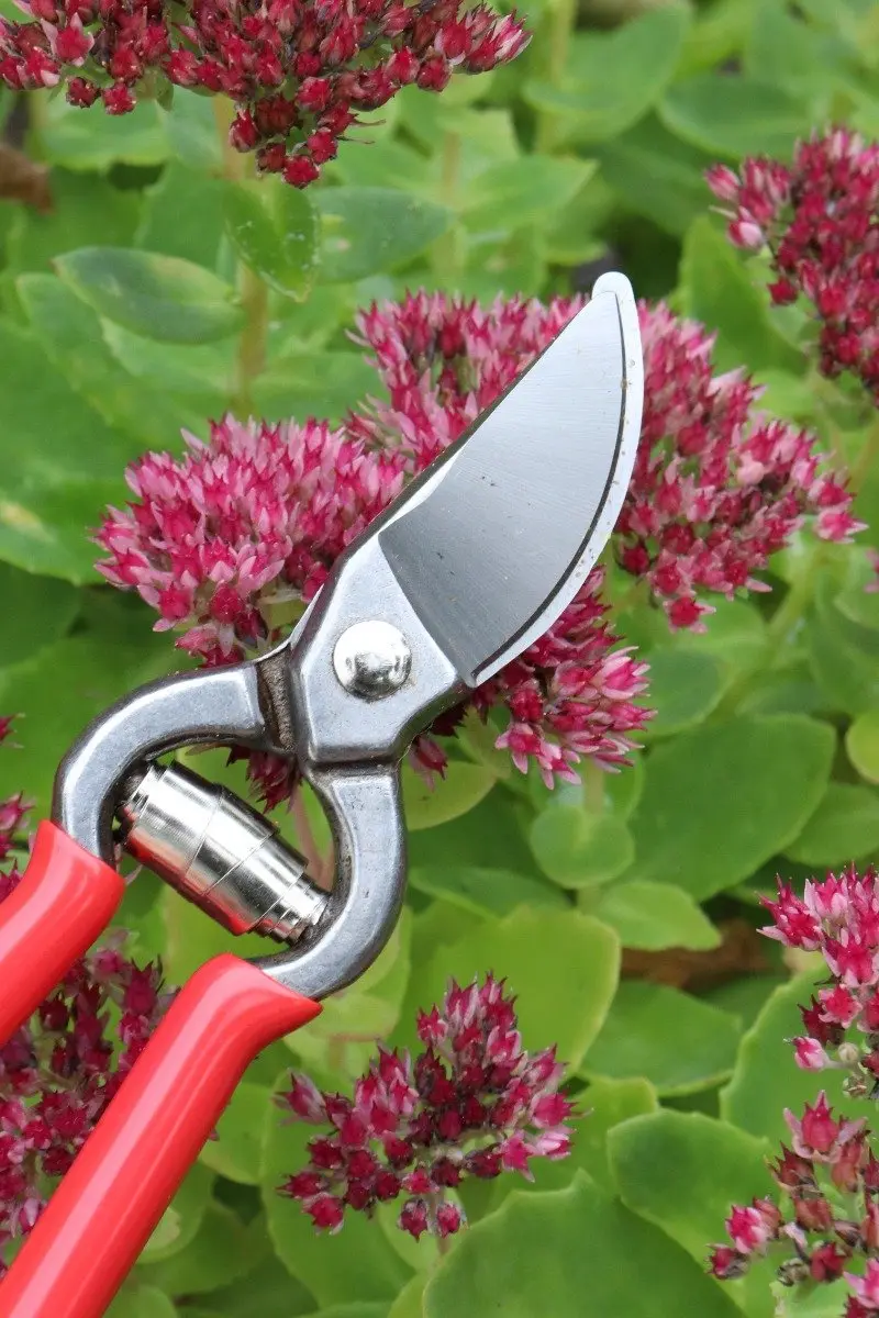 Talen Tools Voorbijsnijdende Snoeischaar 14cm - Gesmeed staal - 24 Stuks