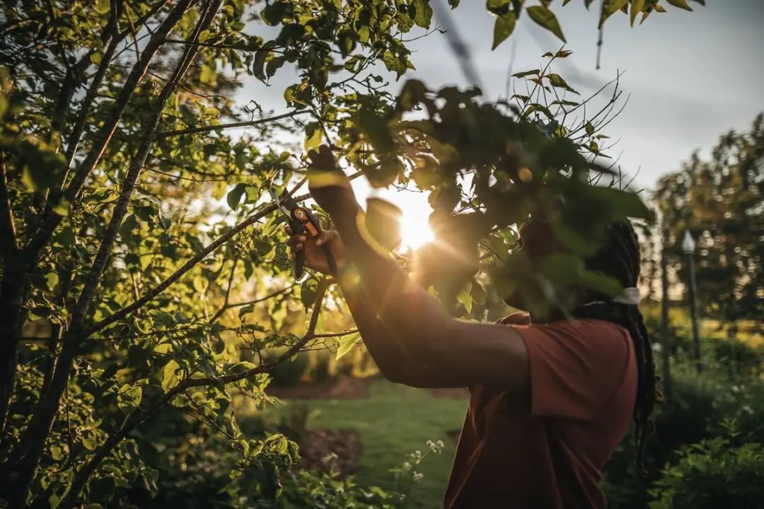 Fiskars Plus Metalen Snoeischaar P541 - Takken tot Ø24mm
