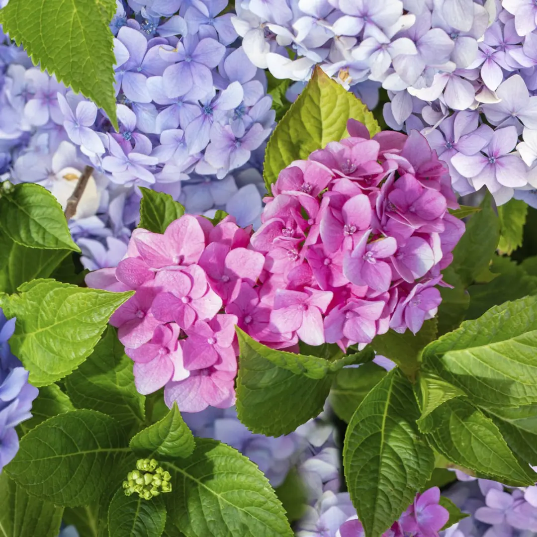 Wicotex Hortensia Tafellaken 140x250cm - Groen