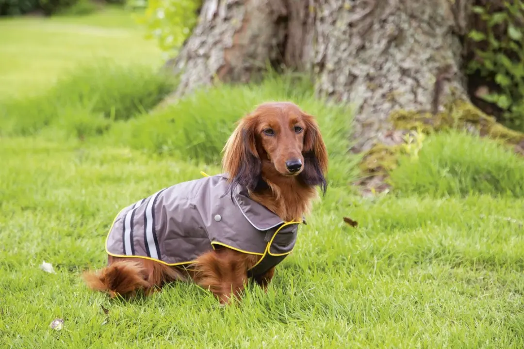 Beeztees Seja Honden Regenjas - Grijs/Geel - 62 cm