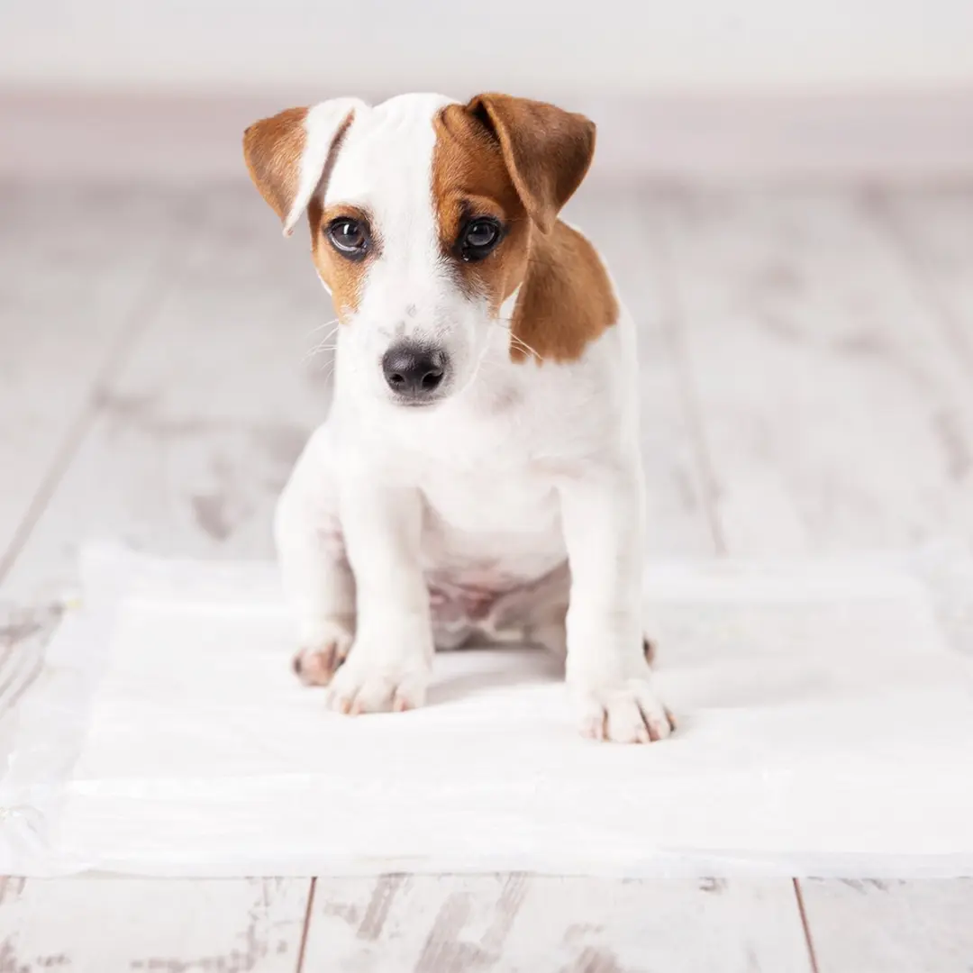 Duvo+ Puppy Pads Fresh Grass - 45 x 60 cm