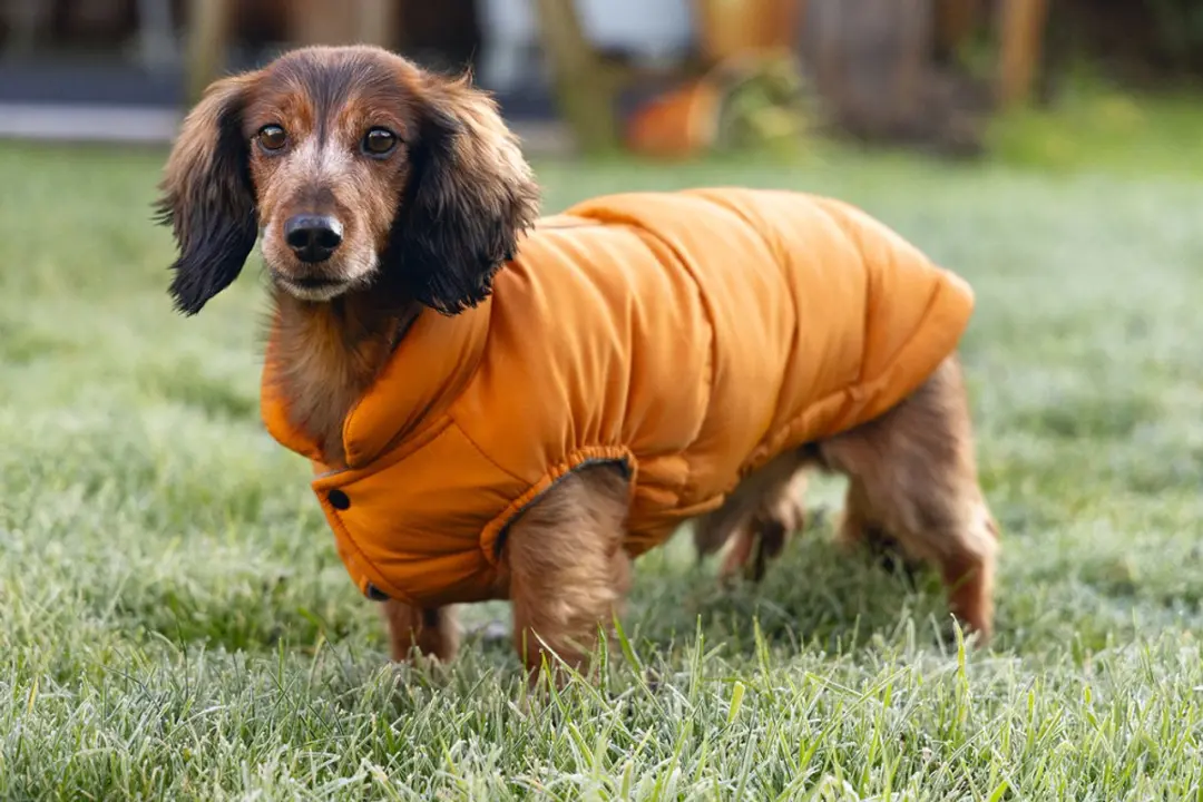 Beeztees Wisti Hondenjas - XXS 24cm - Oranje