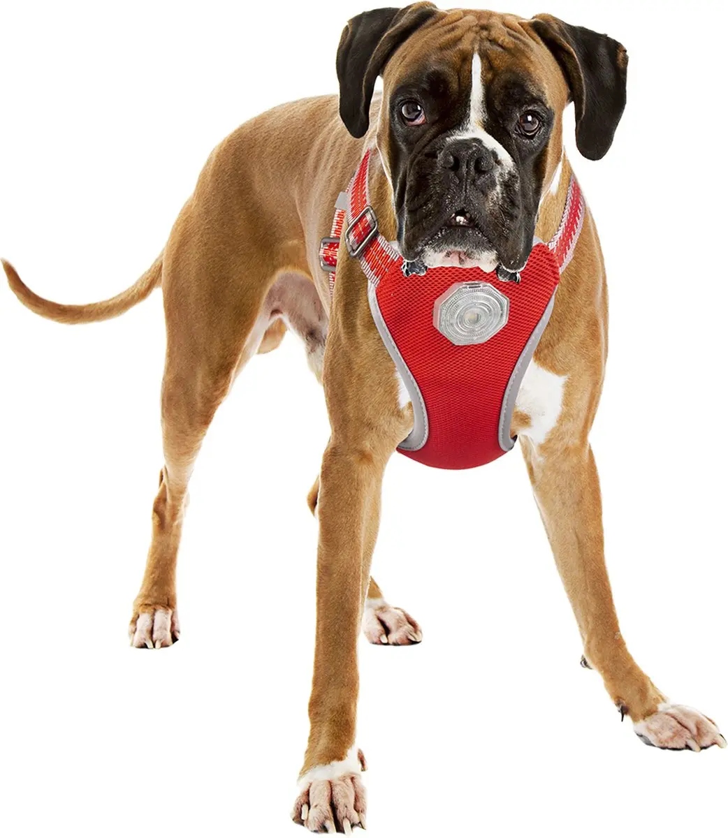 DuvoPlus Flashlight Harnas Hond