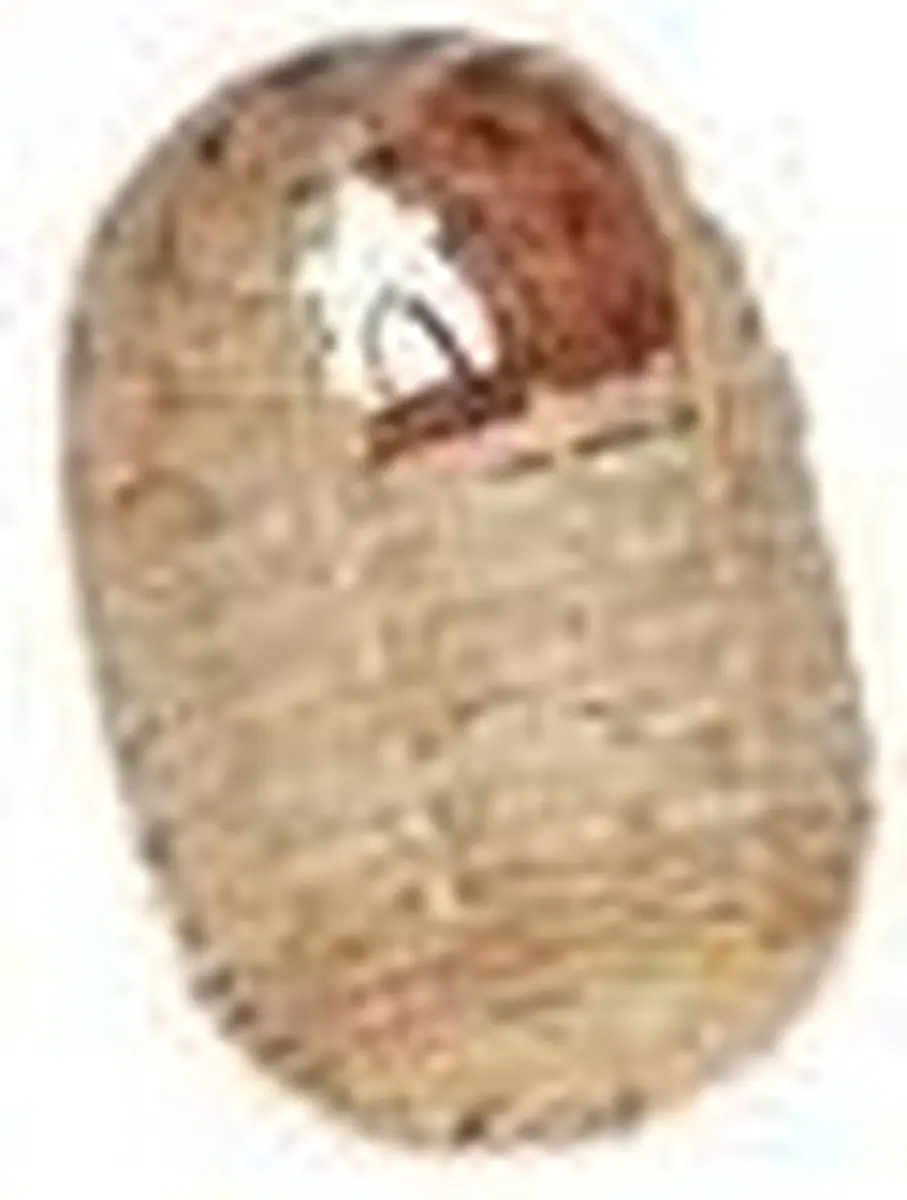 Flamingo Vogelbroednest Exoten 10x10x12cm