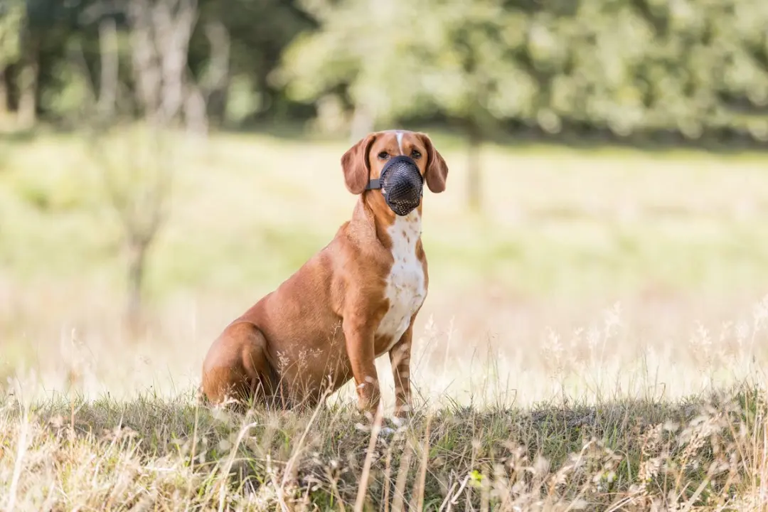 Trixie Anti-Lokaas Snuitje M-L - 22-46cm Nekriem - afbeelding 3 van 6