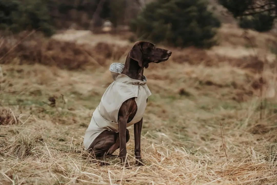 Hunter Regenjas Hond - Maat 40 Taupe - afbeelding 6 van 6