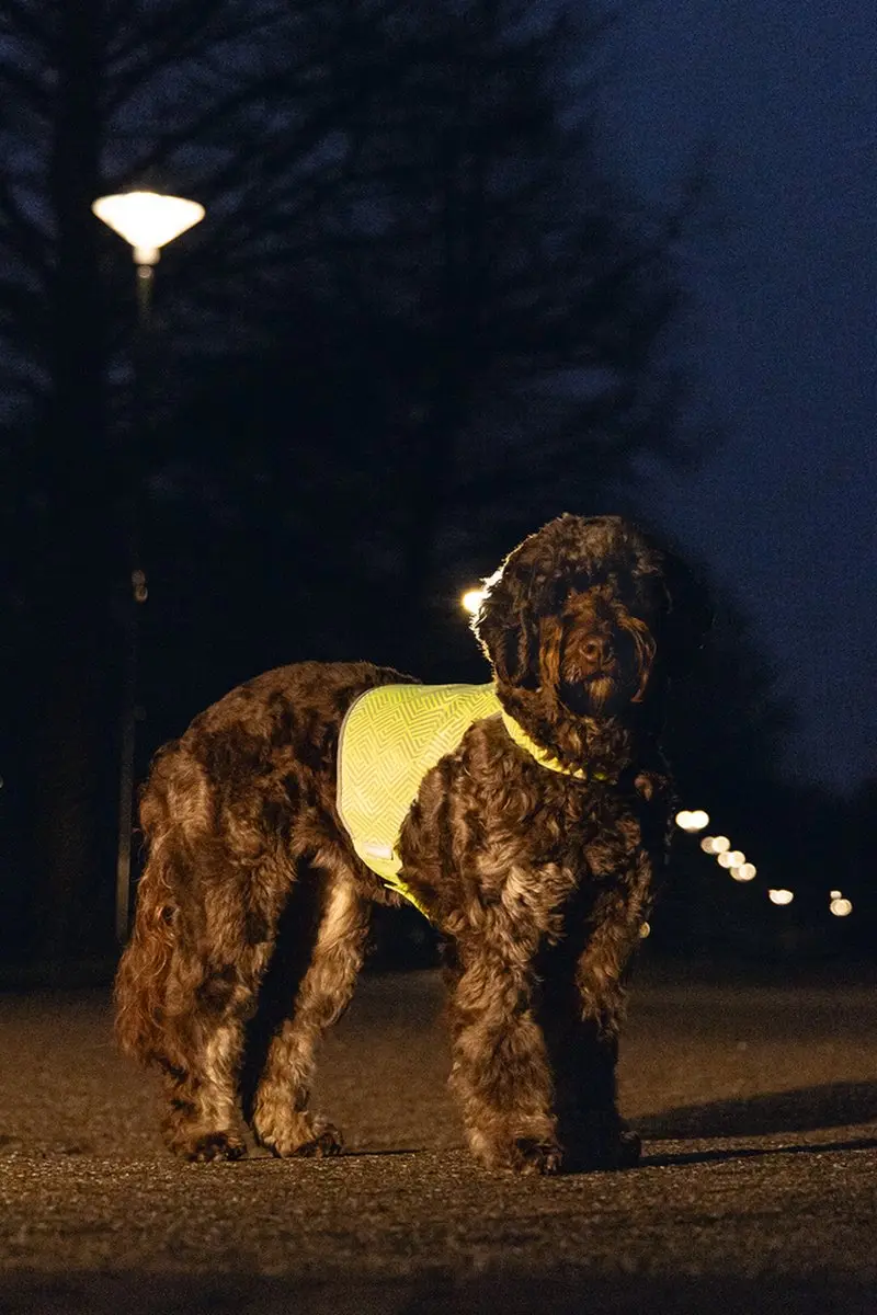 Beeztees Safety Gear Veiligheidsvest Ava Reflecterend - Maat L