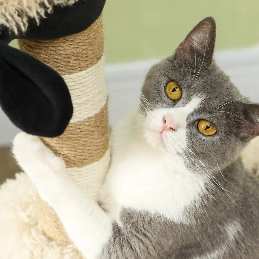 Pawhut Kratzbaum Kattenboom 98cm - 2 Ligplekken - Hellbraun