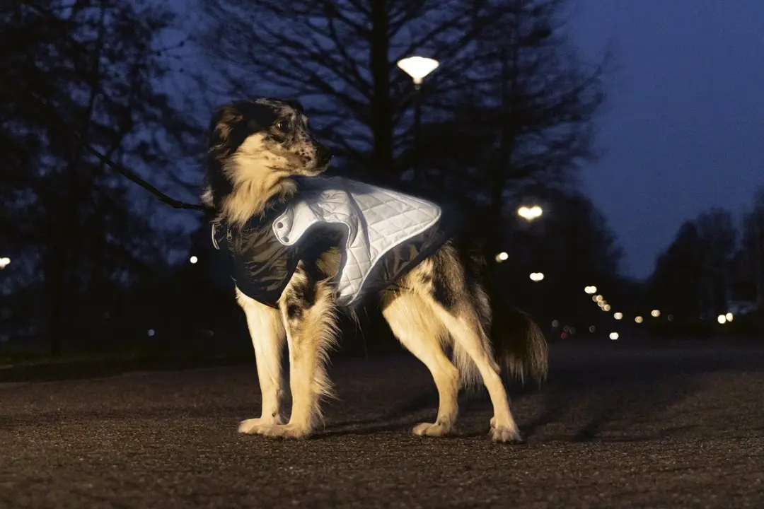 Beeztees Allia Hondenjas Reflecterend - Grijs XXS
