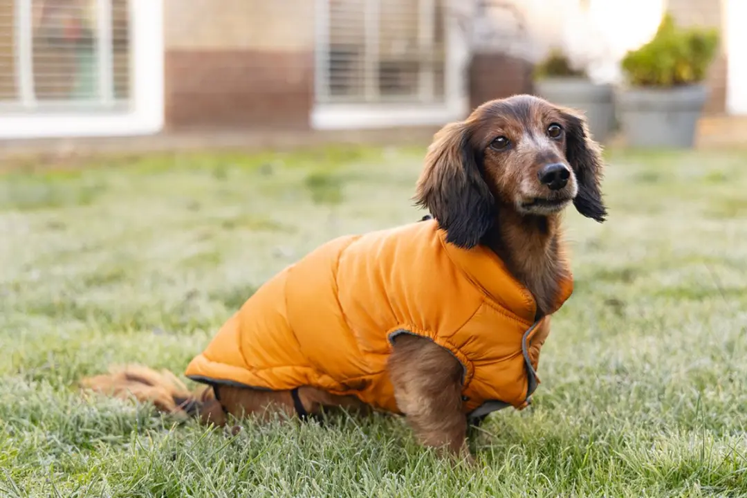 Beeztees Wisti Hondenjas - Oranje - 40 cm