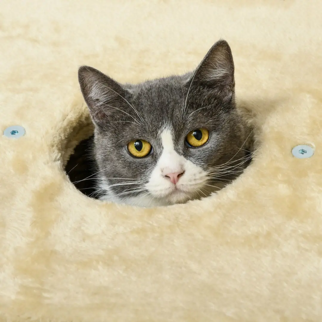 Pawhut Kattenkrabpaal 74cm - 2 Niveaus - 3 Ligplekken - Beige