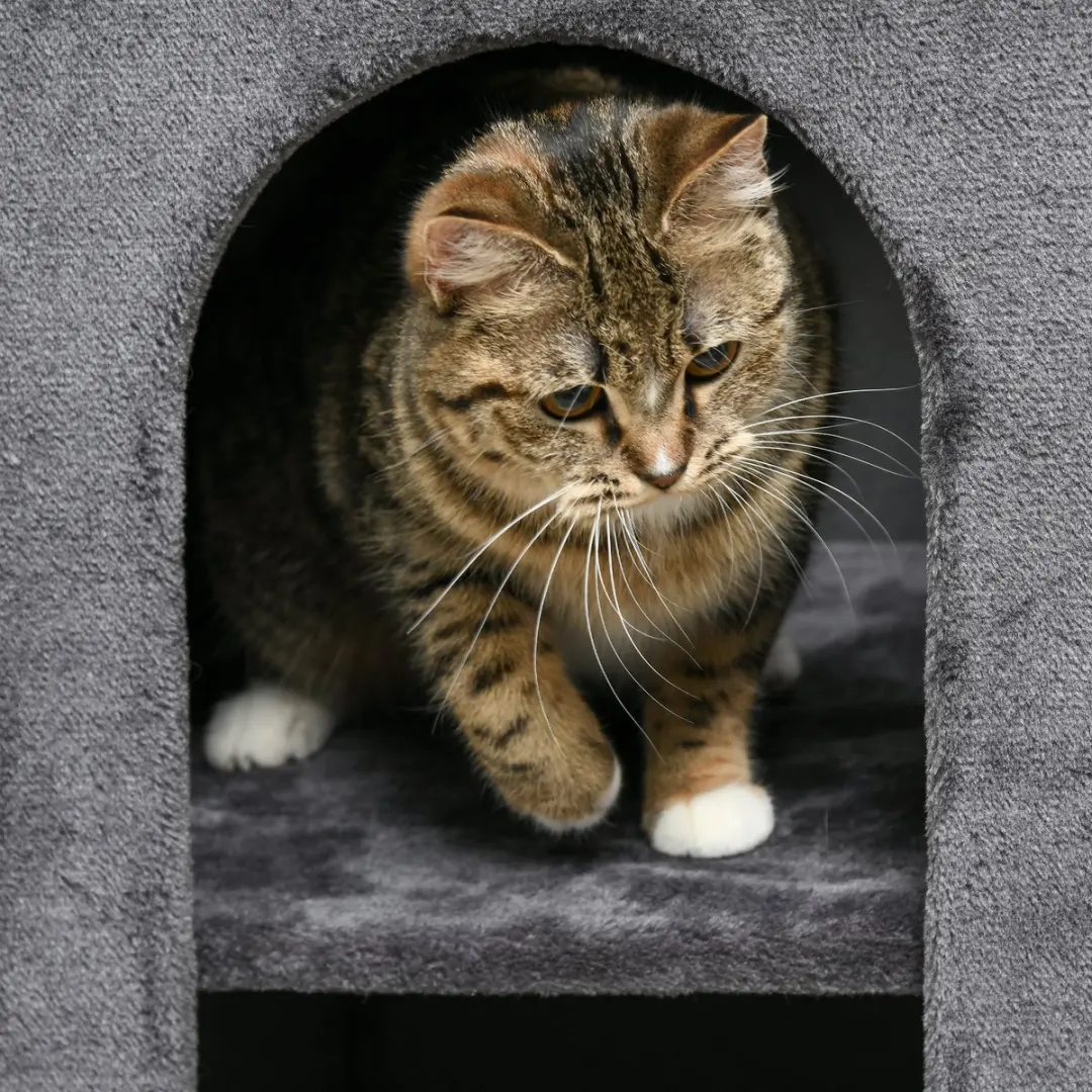 Pawhut Krabbak 45x45x81cm - Grijs - 3 Niveaus