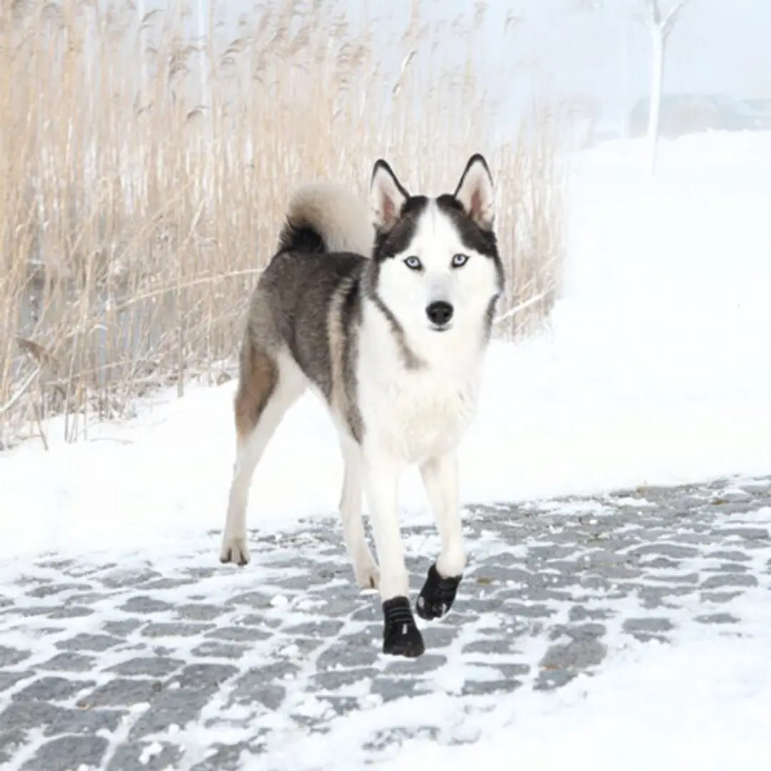 Trixie Walker Active Hondenschoenen XS/S - Zwart