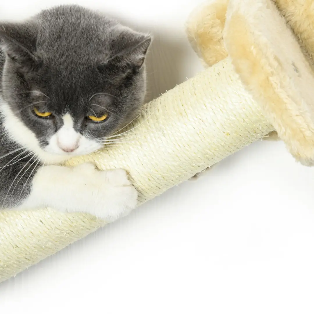 Pawhut Kattenkletterwand 5-delig - 4 Niveaus - Beige