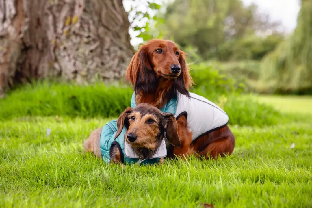 Beeztees Maly Hondenjas - Waterafstotend - Lichgrijs/Groen