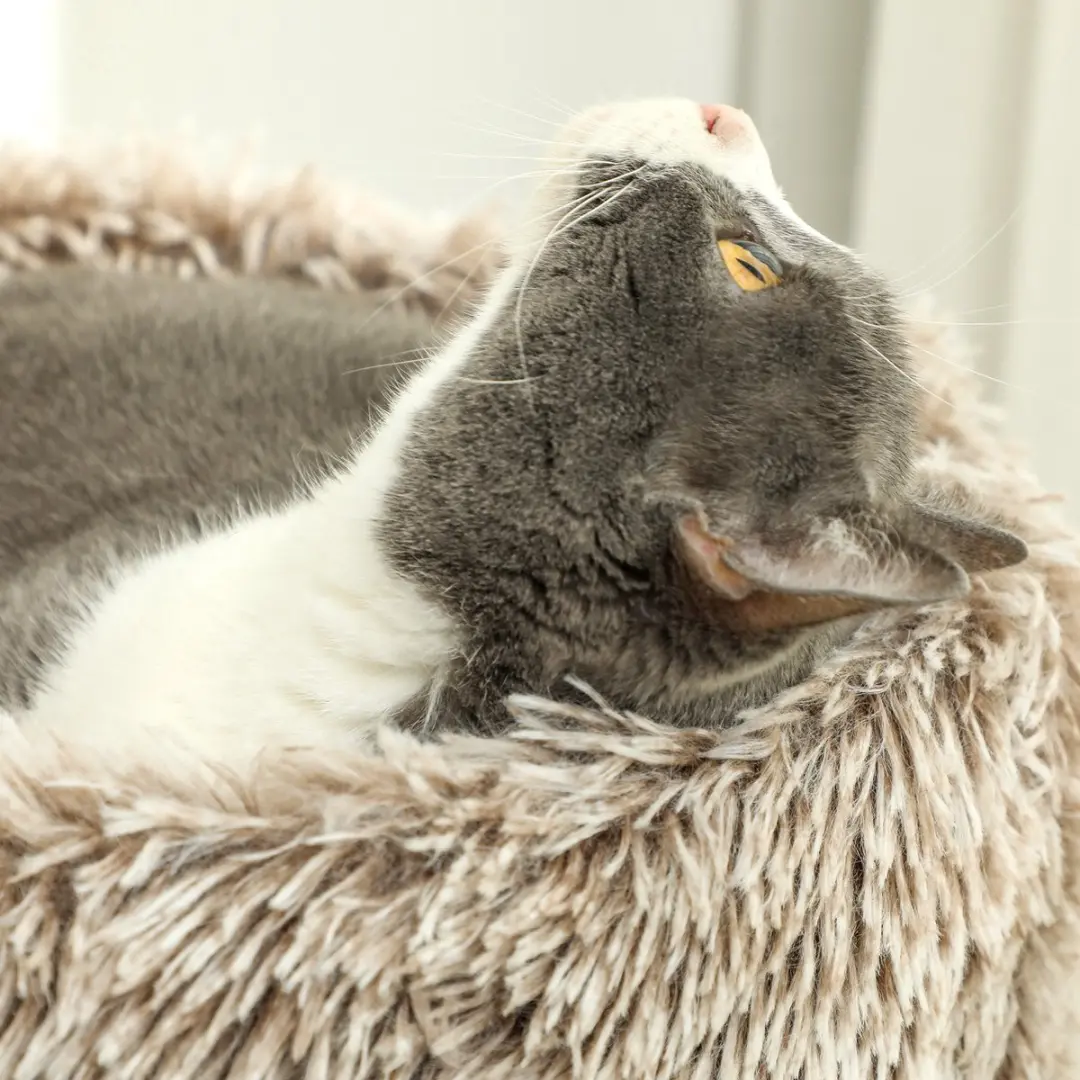 Pawhut Kattenboom 87cm - 2 Ligplekken - 1 Niveau - Bruin