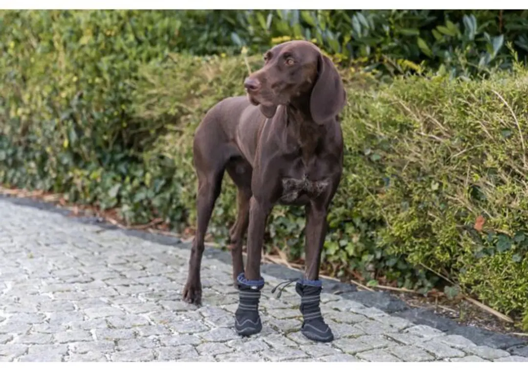 Trixie Walker Active Long Pootbescherming - Zwart L-XL