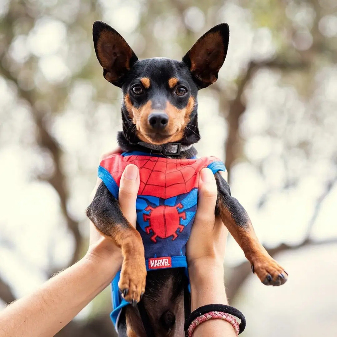 Spider-Man Hondenshirt - Rood S