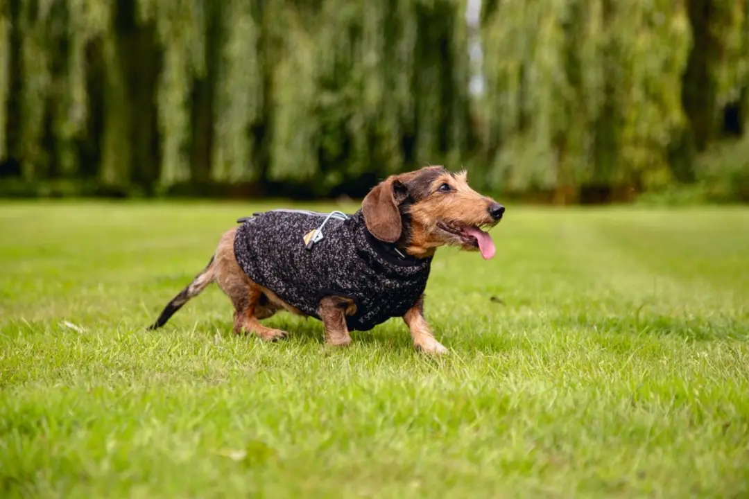 Beeztees Celia Hondentrui - XXS - Donkergrijs