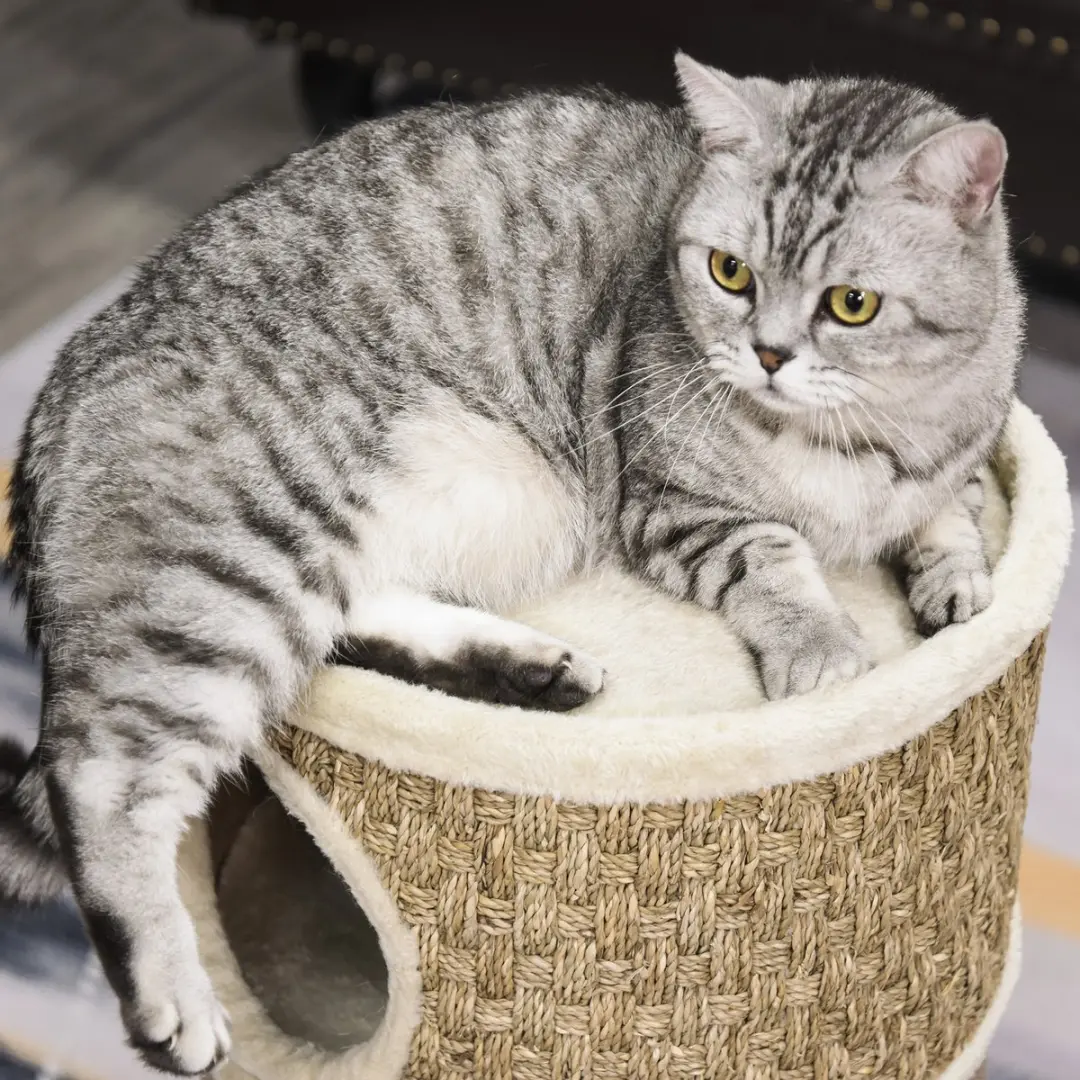 Pawhut Kattenkrabpaal Kattenton 3 Niveaus - D30-326
