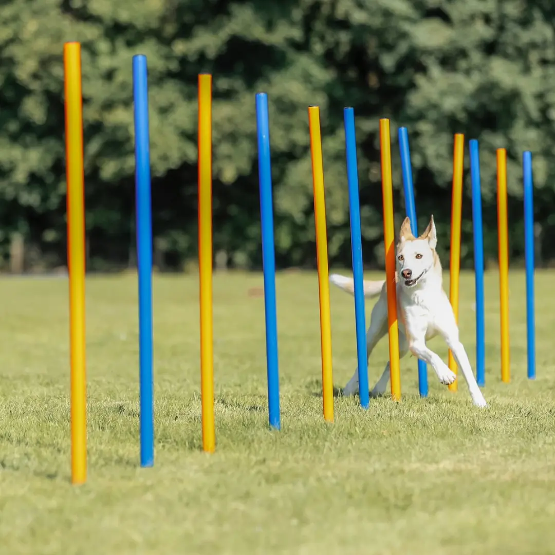 Trixie Dog Activity Agility Slalom - 12 Stuks - Blauw/Oranje