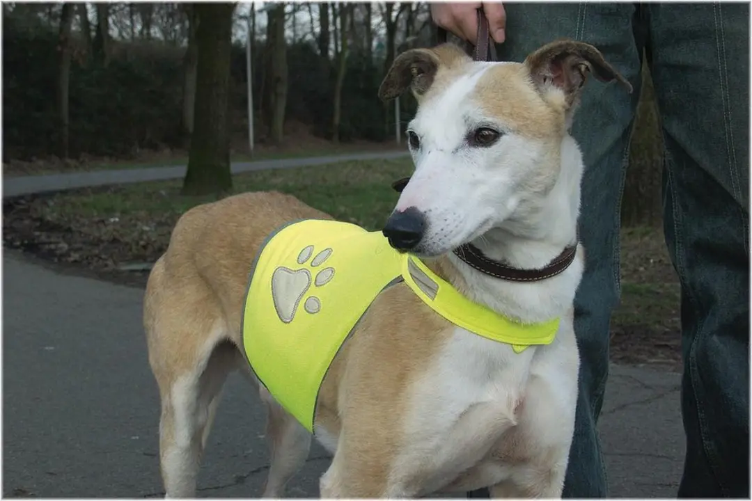 Beeztees Veiligheidsvest Hond Geel