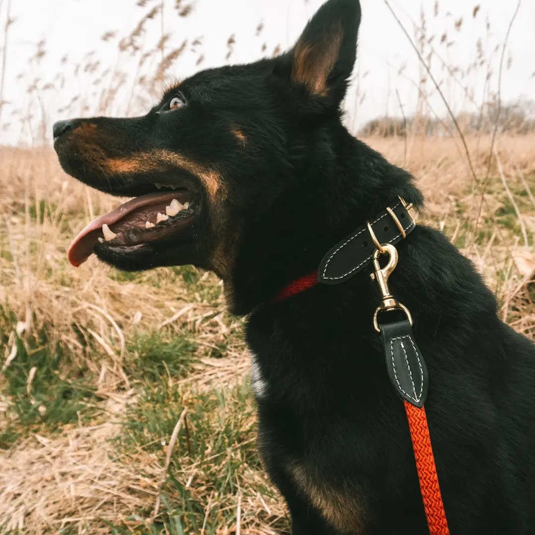 Duvo Duvoplus Explor Forest Uitlaatriem Hond - 135cm/8mm Rood