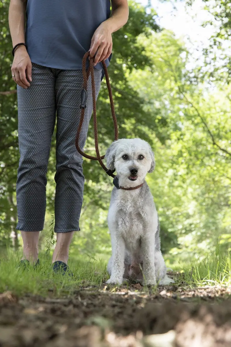 Flamingo Sliplijn Ranger Bruin 165cm x 15mm