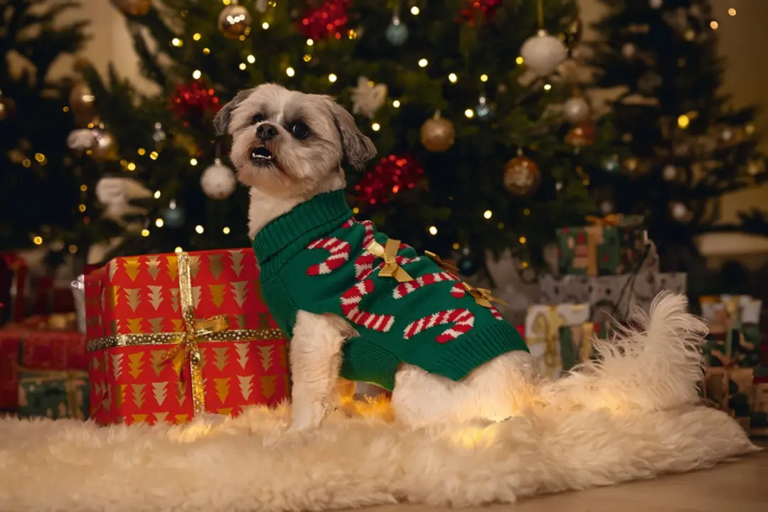 Beeztees Kersttrui Candy Canes - Groen M