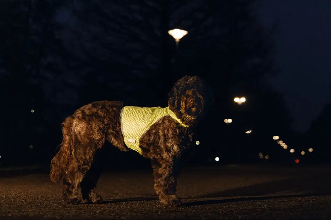 Beeztees Safety Gear Veiligheidsvest Ava - Reflecterend - Maat M