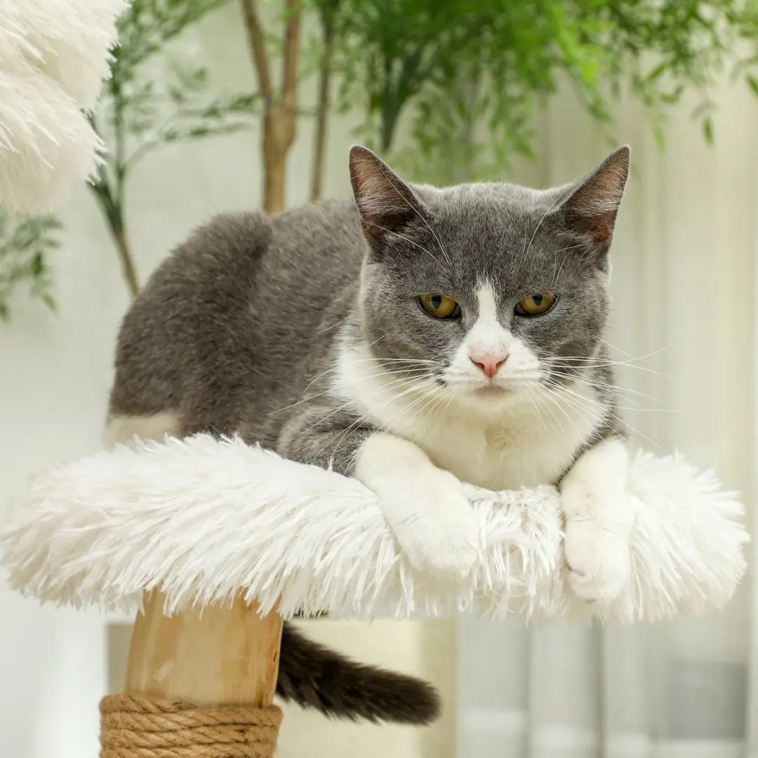 Pawhut Krabpaal met Kattenbed Wit - 2 Niveaus - Ø40cm