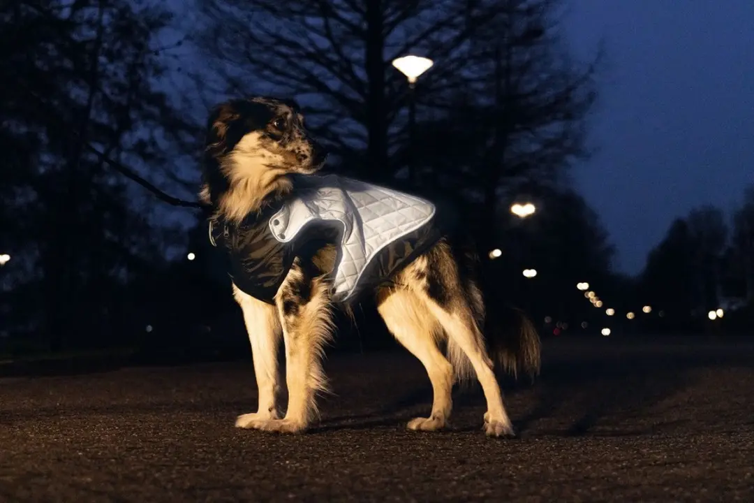 Beeztees Allia Reflecterende Hondenjas XXL - Grijs