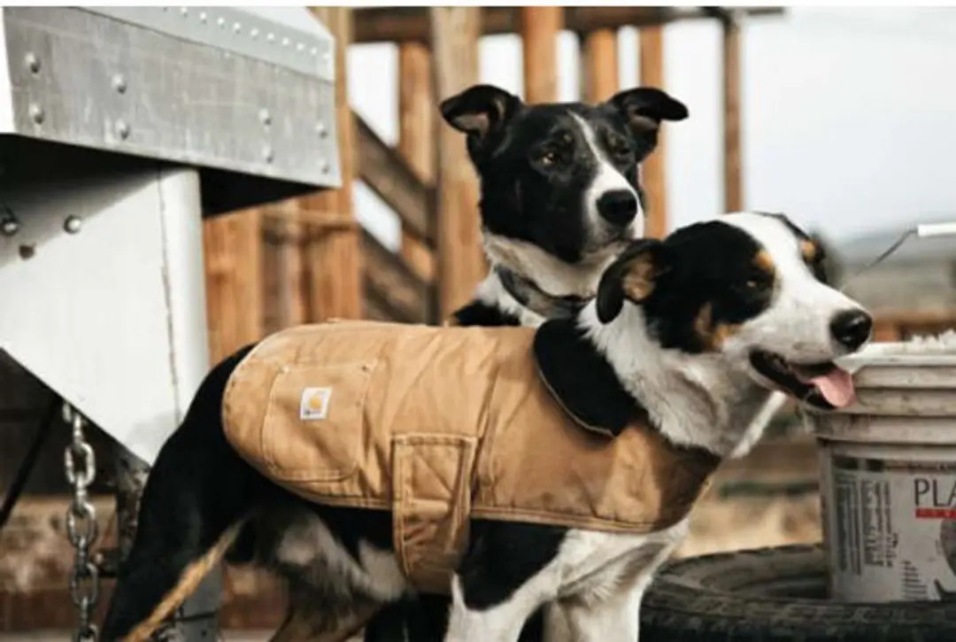 Carhartt Dog Chore Coat - Bruin XL